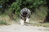 SPITZ LOUP 018